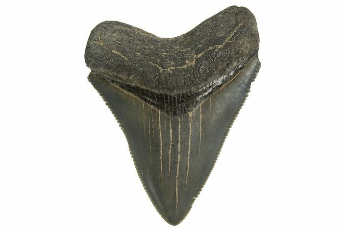 Serrated, Juvenile Megalodon Tooth - Georgia #329826